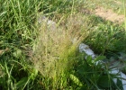 <i>Panicum bergii</i> Arechav. [Poaceae]
