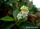 <i>Varronia curassavica</i> Jacq. [Boraginaceae]