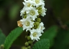 <i>Varronia curassavica</i> Jacq. [Boraginaceae]