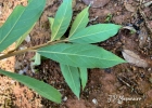 <i>Ocotea lanata</i> (Nees & Mart.) Mez [Lauraceae]