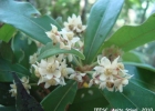 <i>Ocotea lanata</i> (Nees & Mart.) Mez [Lauraceae]