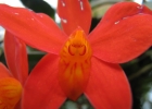 <i>Cattleya coccinea</i> Lindl. [Orchidaceae]