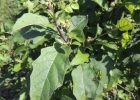 <i>Solanum guaraniticum</i> A.St.-Hil.  [Solanaceae]