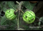 <i>Solanum palinacanthum</i> Dunal [Solanaceae]