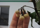<i>Solanum paniculatum</i> L.  [Solanaceae]