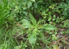 <i>Plantago tomentosa</i> Lam. [Plantaginaceae]