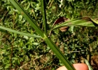 <i>Verbena litoralis</i> Kunth [Verbenaceae]
