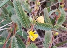 <i>Chamaecrista nictitans</i> (L.) Moench [Fabaceae]