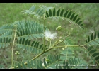 <i>Enterolobium contortisiliquum</i> (Vell.) Morong [Fabaceae]