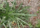 <i>Cirsium vulgare</i> (Savi) Ten. [Asteraceae]