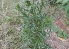<i>Cirsium vulgare</i> (Savi) Ten. [Asteraceae]