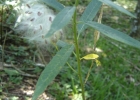<i>Asclepias curassavica</i> L. [Apocynaceae]