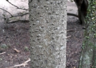 <i>Cordia ecalyculata</i> Vell. [Boraginaceae]