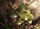 <i>Turnera sidoides</i> L. [Passifloraceae]
