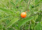 <i>Solanum pseudocapsicum</i> L. [Solanaceae]