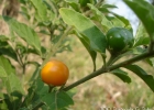 <i>Solanum pseudocapsicum</i> L. [Solanaceae]