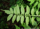 <i>Solanum chacoense</i> Bitter [Solanaceae]