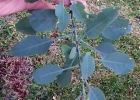 <i>Nicotiana glauca</i> Graham [Solanaceae]