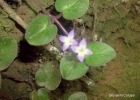 <i>Coccocypselum cordifolium</i> Nees & Mart. [Rubiaceae]