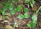 <i>Coccocypselum cordifolium</i> Nees & Mart. [Rubiaceae]