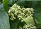 <i>Hovenia dulcis</i> Thunb. [Rhamnaceae]