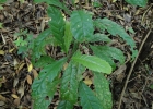 <i>Meliosma sellowii</i> Urb. [Sabiaceae]