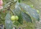 <i>Meliosma sellowii</i> Urb. [Sabiaceae]