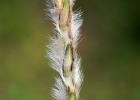 <i>Elionurus muticus</i> (Spreng.) Kuntze [Poaceae]