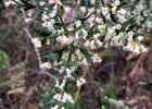 <i>Colletia paradoxa</i> (Spreng.) Escal. [Rhamnaceae]