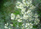 <i>Colletia paradoxa</i> (Spreng.) Escal. [Rhamnaceae]