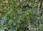 <i>Podocarpus lambertii</i> Klotzsch ex Endl.  [Podocarpaceae]