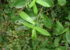 <i>Daphnopsis racemosa</i> Griseb. [Thymelaeaceae]