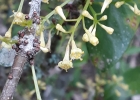 <i>Daphnopsis racemosa</i> Griseb. [Thymelaeaceae]