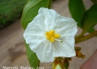<i>Solanum variabile</i> Mart.  [Solanaceae]