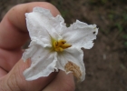 <i>Solanum variabile</i> Mart.  [Solanaceae]