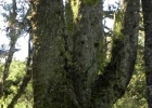 <i>Araucaria angustifolia</i> (Bertol.) Kuntze [Araucariaceae]