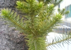 <i>Araucaria angustifolia</i> (Bertol.) Kuntze [Araucariaceae]