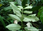 <i>Myrceugenia myrcioides</i> (Cambess.) O. Berg [Myrtaceae]