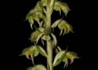 <i>Pelexia pterygantha</i> (Rchb.f. & Warm.) Schltr. [Orchidaceae]