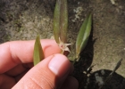 <i>Octomeria diaphana</i> Lindl. [Orchidaceae]