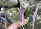 <i>Octomeria diaphana</i> Lindl. [Orchidaceae]