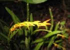 <i>Acianthera glumacea</i> (Lindl.) Pridgeon & M.W.Chase [Orchidaceae]
