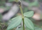 <i>Peperomia tetraphylla</i> (G. Forst.) Hook. & Arn. [Piperaceae]