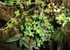 <i>Peperomia tetraphylla</i> (G. Forst.) Hook. & Arn. [Piperaceae]