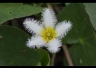 <i>Nymphoides indica</i> (L.) Kuntze [Menyanthaceae]