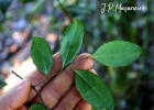 <i>Xylosma tweediana</i> (Clos) Eichler [Salicaceae]