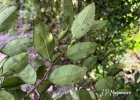 <i>Xylosma tweediana</i> (Clos) Eichler [Salicaceae]