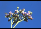 <i>Solanum mauritianum</i> Scop. [Solanaceae]