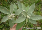 <i>Solanum mauritianum</i> Scop. [Solanaceae]
