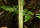 <i>Megalastrum connexum</i> (Kaulf.) A.R.Sm. & R.C.Moran [Dryopteridaceae]